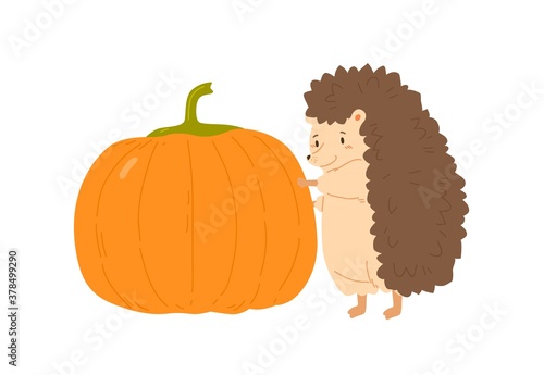 Cute hedgehog holding huge ripe pumpkin vector flat illustration. Funny forest animal standing autumn seasonal harvest isolated on white. Adorable childish character with fall orange vegetable