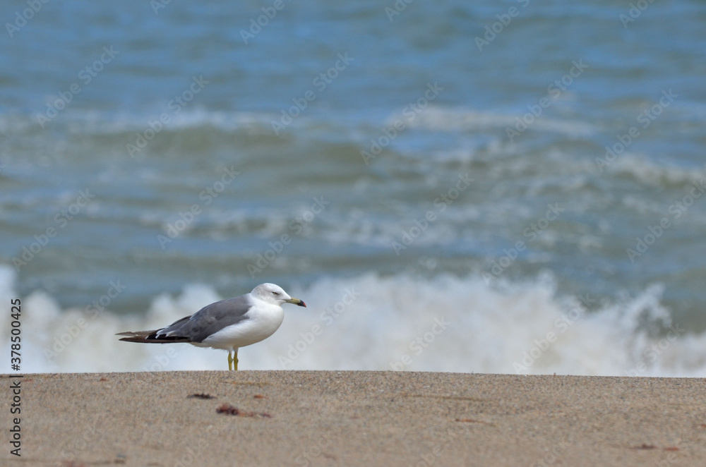 海辺にたたずむ うみねこ 海辺にたたずむ うみねこ