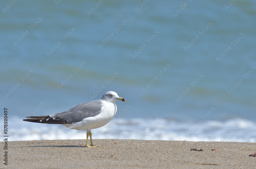 海辺にたたずむ　うみねこ