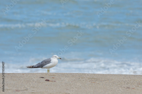 海辺にたたずむ うみねこ