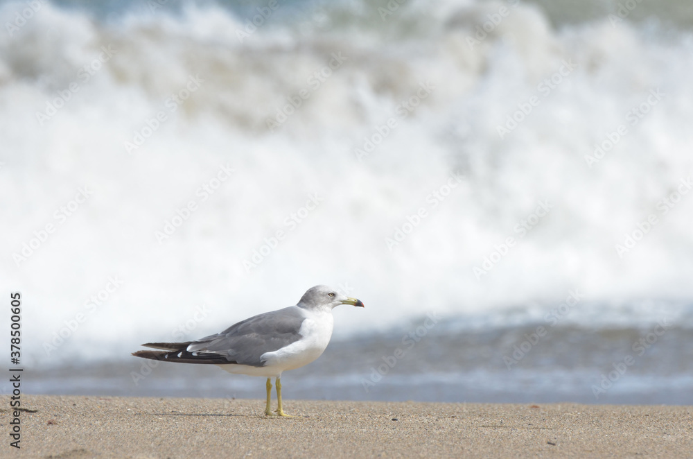 海辺にたたずむ うみねこ 海辺にたたずむ うみねこ