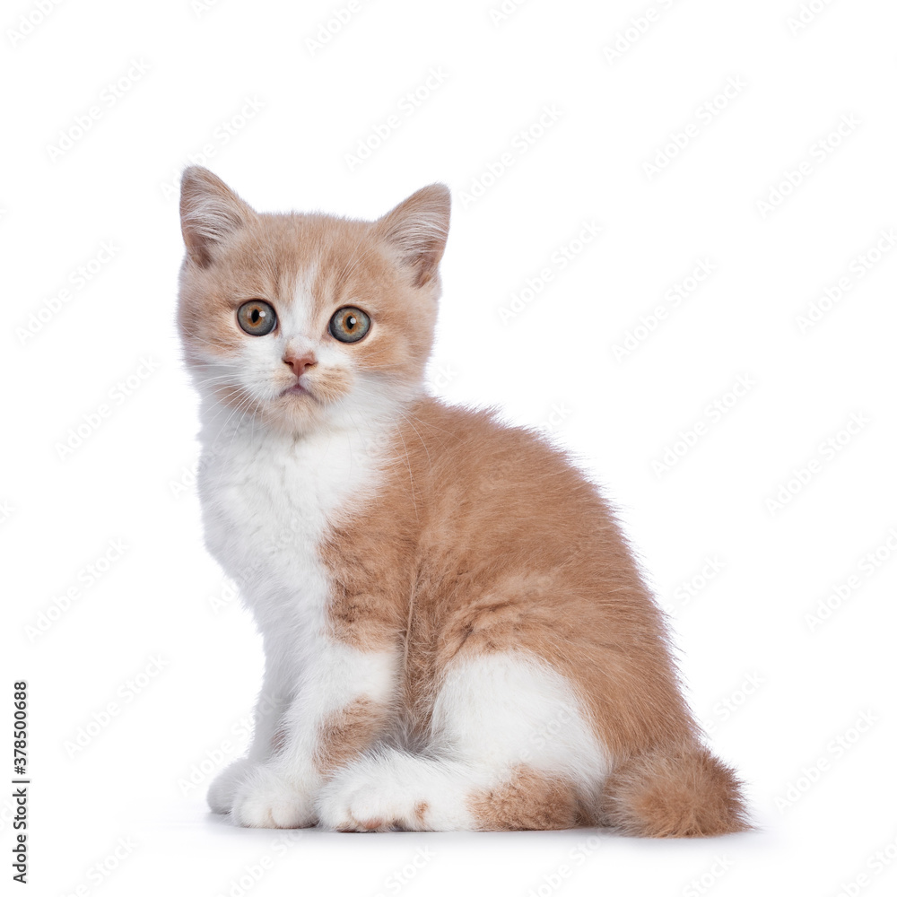 Cute creme with white bicolor British Shorthair cat kitten, sitting side way. Looking towards camera with mesmerizing green / orange eyes. Isolated on a white background.