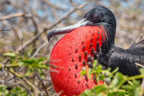 Wildlife in Galapagos Island, male frigate with his red chest
