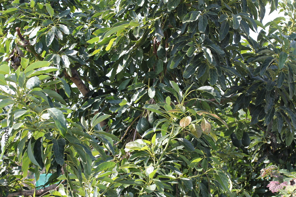 Avocado | Avocat Avocado | Avocat