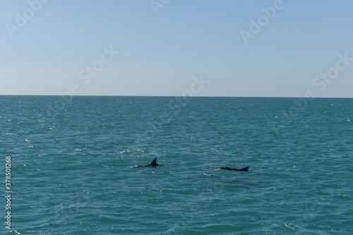 Dolphins in Shark Bay, Western Australia © Flo129