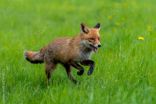 Cute Red Fox, Vulpes vulpes in fall forest. Beautiful animal in the nature habitat. Wildlife scene from the wild nature. Red fox running in orange autumn leaves