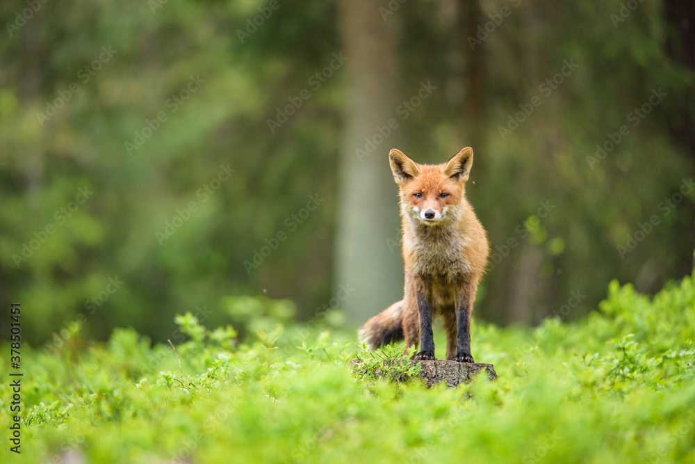 Fototapeta premium Cute Red Fox, Vulpes vulpes in fall forest. Beautiful animal in the nature habitat. Wildlife scene from the wild nature. Red fox running in orange autumn leaves