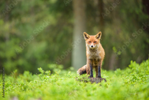 Cute Red Fox, Vulpes vulpes in fall forest. Beautiful animal in the nature habitat. Wildlife scene from the wild nature. Red fox running in orange autumn leaves © vaclav