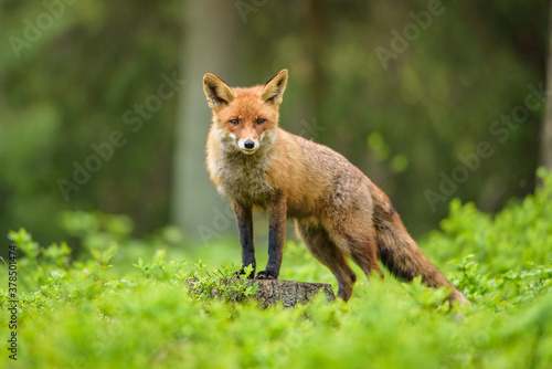 Canvas Print Cute Red Fox, Vulpes vulpes in fall forest
