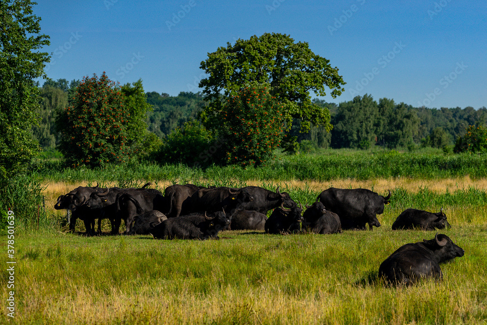 Wasserbüffel Herde auf einer Wiese bei schönen Wetter