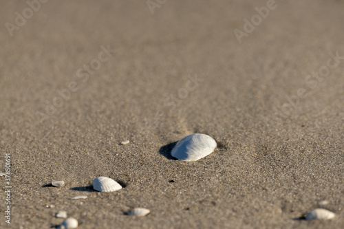 Weiße Muscheln am Strand im Sand