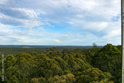 Pemberton Tree, Second Highest Fire Lookout Tree in Australia, Western Australia