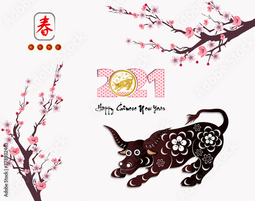 Happy chinese new year 2021 with cherry blossom flower year of the Ox