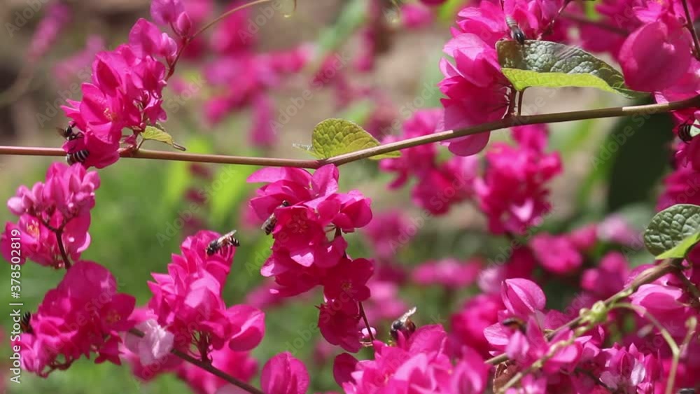 Pink mexican creeper or chain of love with swarm of bees drinking nectar on flower in nature garden outdoor background Pink mexican creeper or chain of love with swarm of bees drinking nectar on flower in nature garden outdoor background