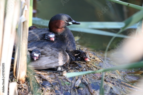 Obraz na plátně Little Grebe and chicks on nest Germany