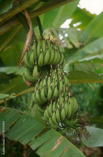 Wallpaper Mural Banana | Banane Torontodigital.ca