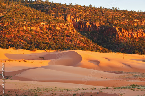 Fototapeta Naklejka Na Ścianę i Meble -  State Park Coral Pink Dunes