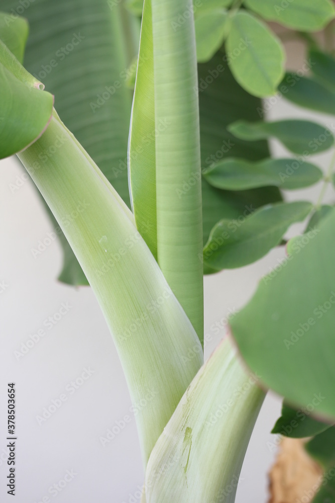 Obraz premium Banana | Banane