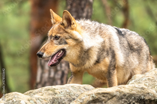 Lone wolf running in autumn forest Czech Republic