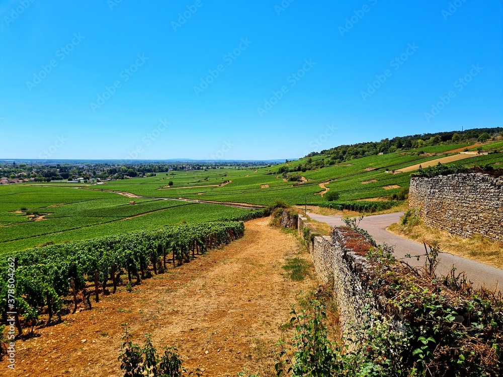 Fototapeta premium Vines in Beaune
