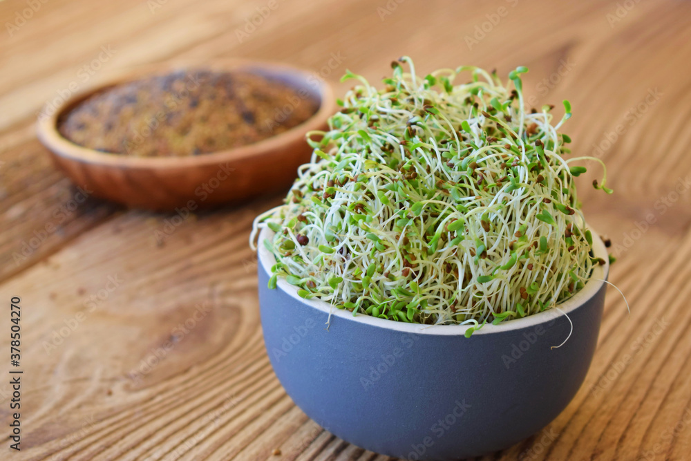 Sprouted alfalfa seeds in a bowl on wooden background Focus on sprouts in the front Sprouted alfalfa seeds in a bowl on wooden background Focus on sprouts in the front