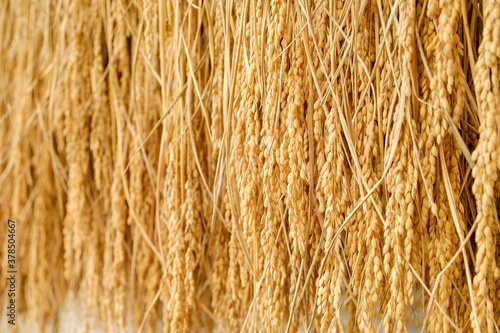 Wallpaper Mural 収穫後の稲　陰干し Torontodigital.ca