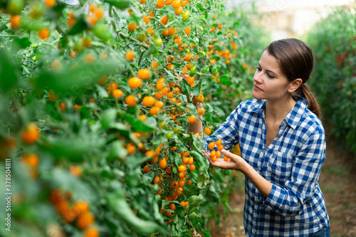 Positive female horticulturist working in greenhouse, controlling ripening of yellow grape tomatoes