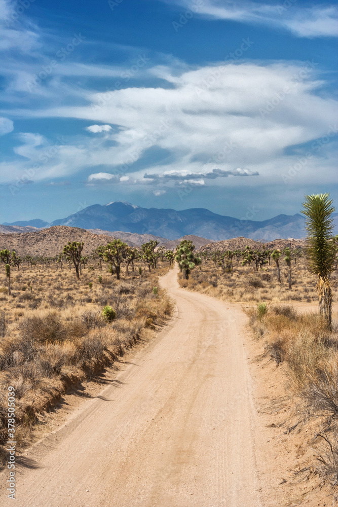 Amazing colors and contrast of Joshua Tree National Park, strange plants and vivid colors Amazing colors and contrast of Joshua Tree National Park, strange plants and vivid colors