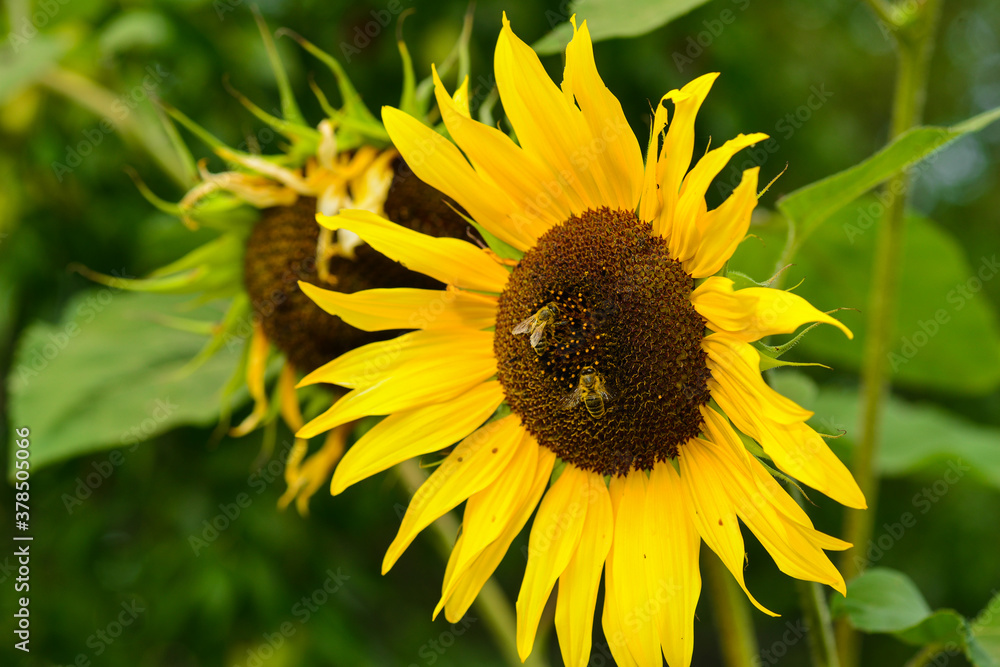 Fototapeta premium bee feeding on nectar and pollen from sunflower. Bright yellow sunflower petals
