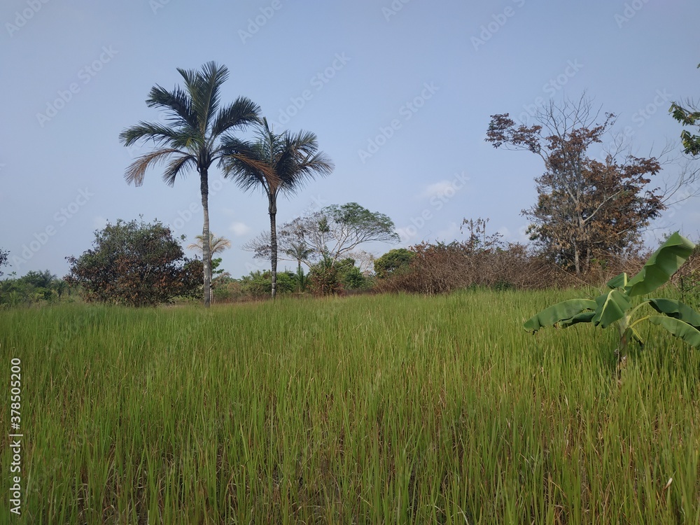 Obraz premium Amazon, Brazil