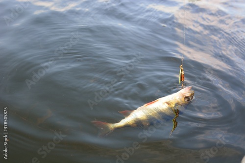 Summer fishing, perch fishing spinning reel on the lake 