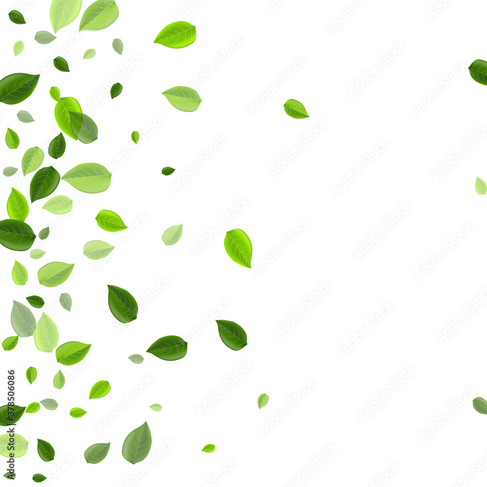 Lime Leaves Tea Vector Design. Forest Foliage Lime Leaves Tea Vector Design. Forest Foliage