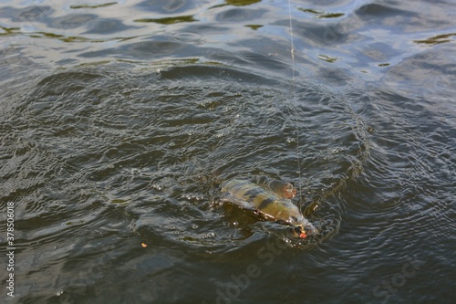 Summer fishing, perch fishing spinning reel on the lake
