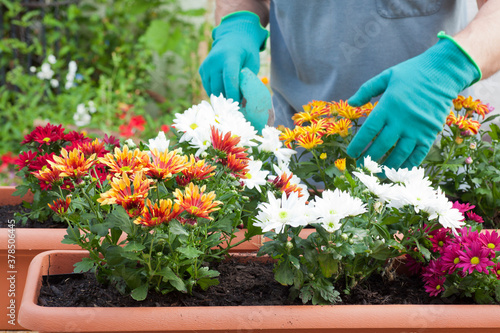 Foto Hands of gardener potting flowers in greenhouse or garden