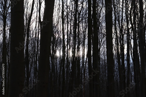 Silhouette des troncs d'arbre en forêt  © Lau