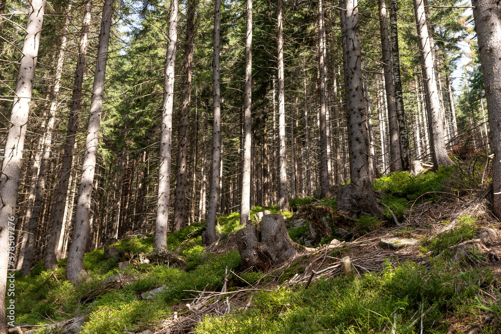 Beautiful coniferous forest landscape. Forest with tall, even trunks of pine trees on the mountain Beautiful coniferous forest landscape. Forest with tall, even trunks of pine trees on the mountain