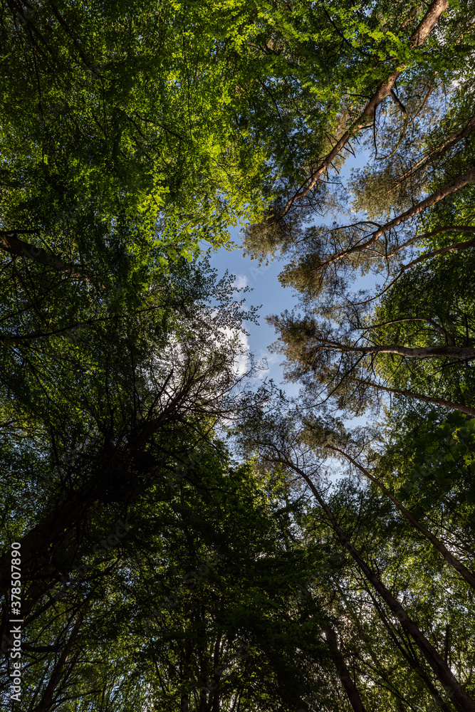 EIn Wald in Nordirland EIn Wald in Nordirland