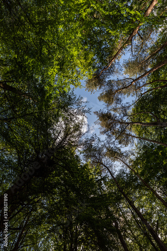 EIn Wald in Nordirland © Christoph