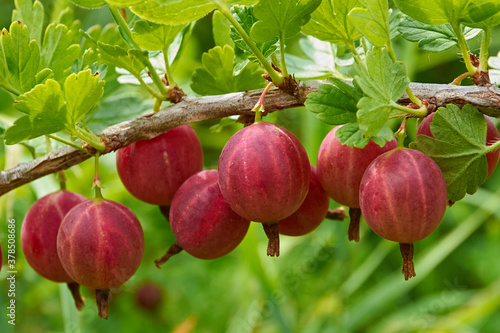 red gooseberry on a branch on green leaves background close up