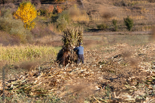 Farmer making corn stack in sunny rural field, Albania
 photo