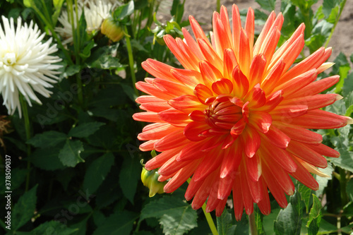 A close-up of fiery orange-yellow dahlia flower of the 'Gudoshnik' variety  photo