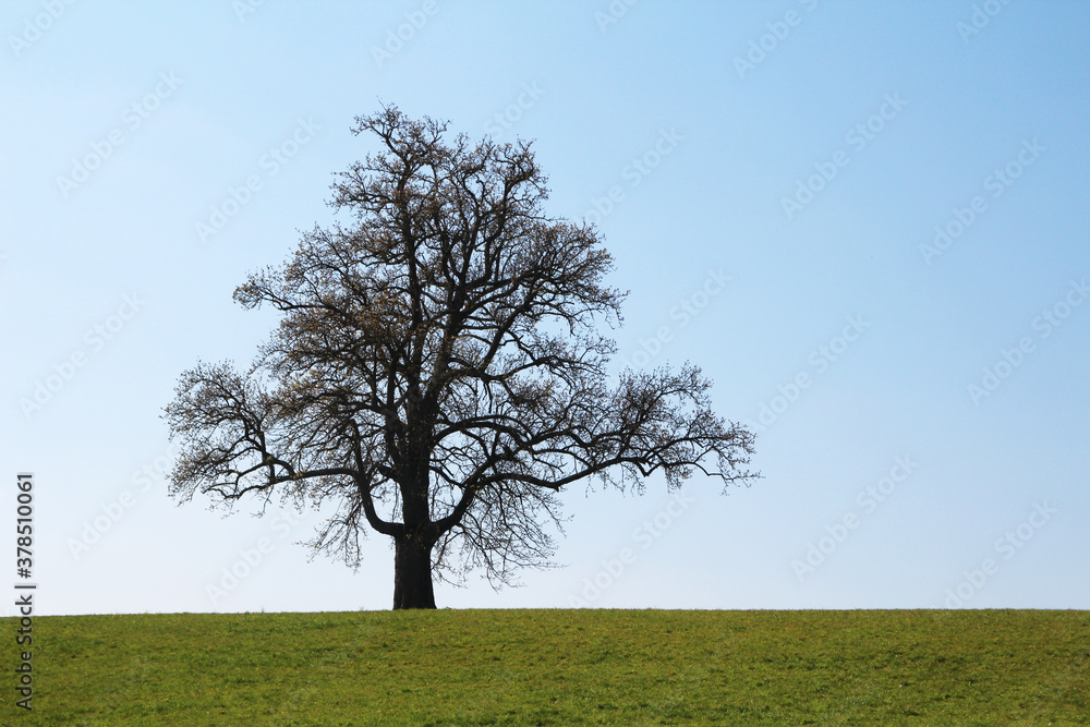A lonely tree in countryside in Baden-Wurttemberg, Germany A lonely tree in countryside in Baden-Wurttemberg, Germany