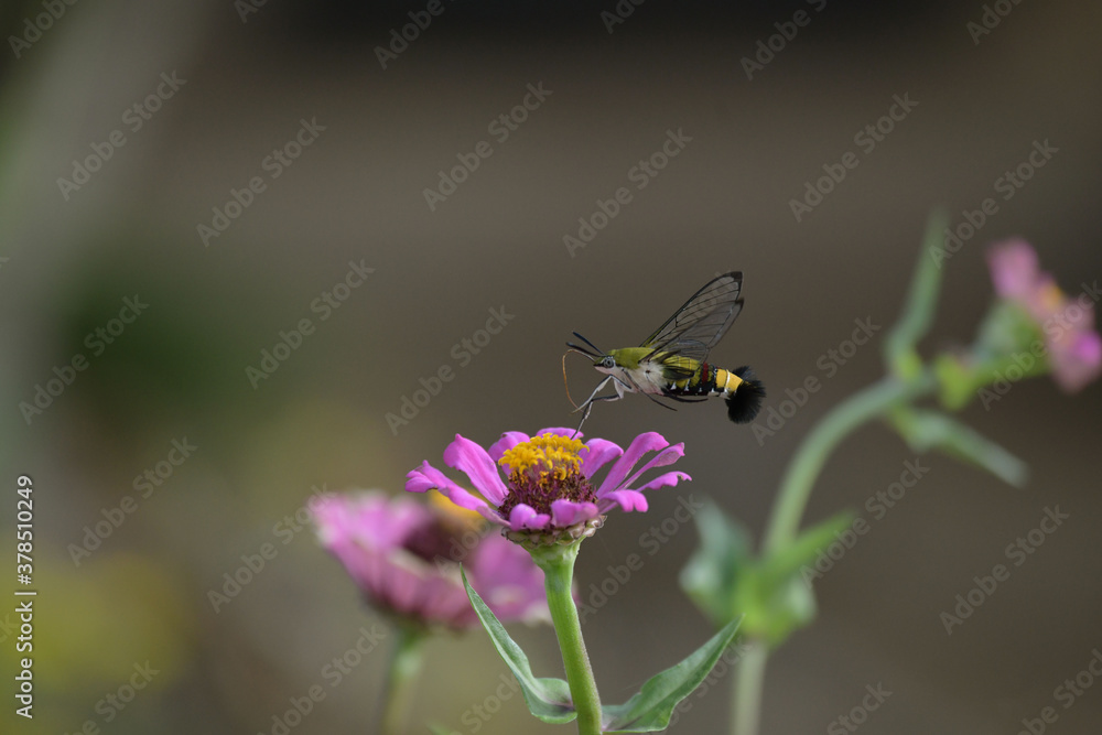 オオスカスバとジニアの花