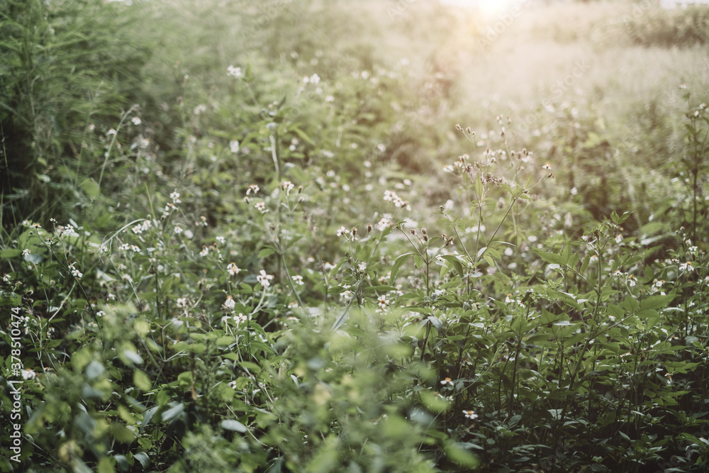 The meadow grass field with the warm morning sun light for nature outdoor background vintage color tone. The meadow grass field with the warm morning sun light for nature outdoor background vintage color tone.