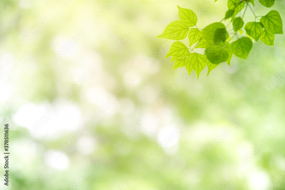 Concept nature view of green leaf on blurred greenery background in garden and sunlight with copy space using as background natural green plants landscape, ecology, fresh wallpaper concept. Concept nature view of green leaf on blurred greenery background in garden and sunlight with copy space using as background natural green plants landscape, ecology, fresh wallpaper concept.