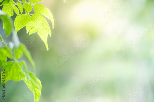 Concept nature view of green leaf on blurred greenery background in garden and sunlight with copy space using as background natural green plants landscape  ecology  fresh wallpaper concept.