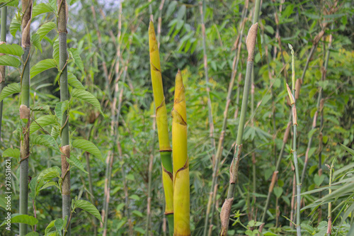Bamboo shoot in the forest nature,asian countries Popular food