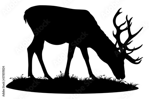 Deer grazing. Vector isolated illustration on white background