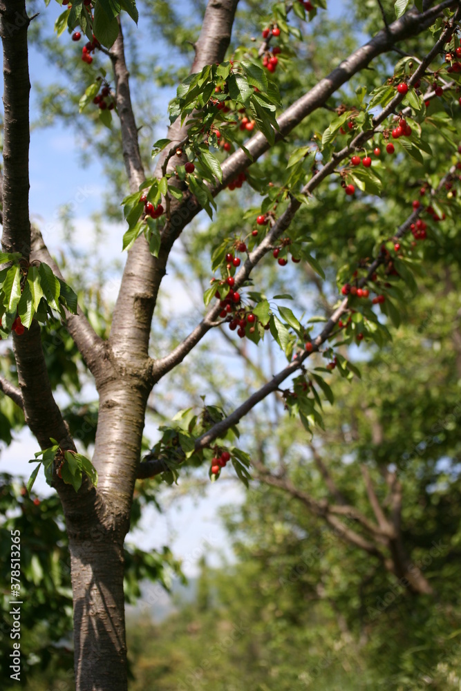 Fototapeta premium Cherry | Cerise