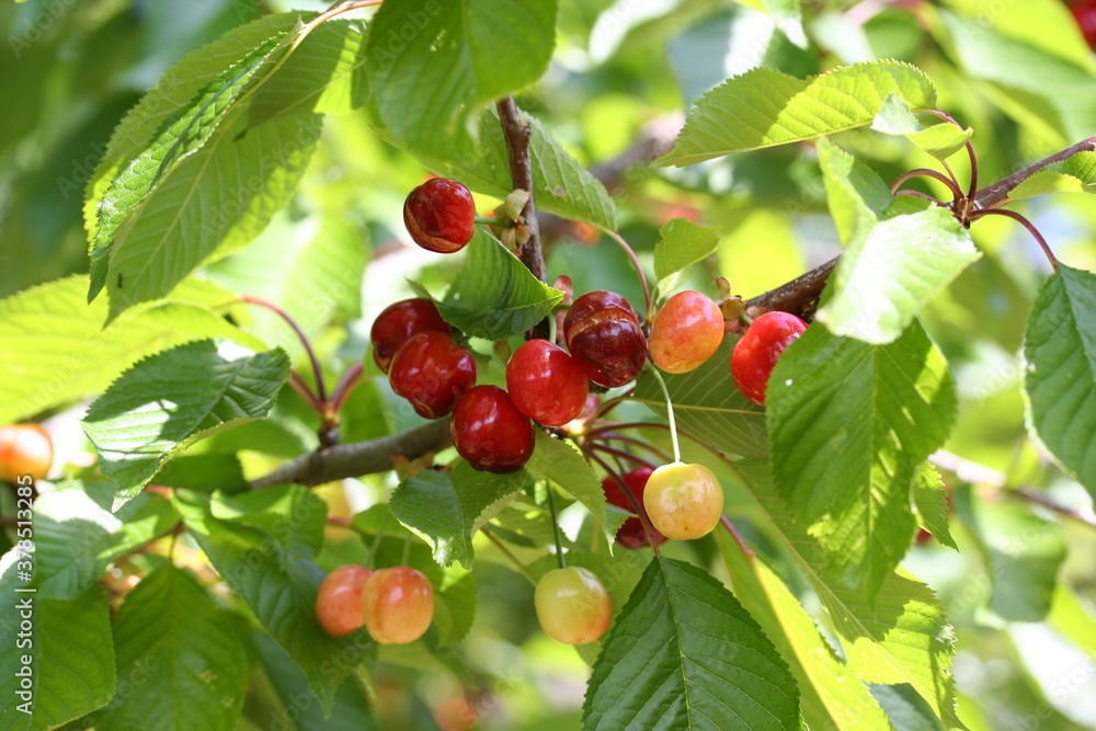 Cherry | Cerise Cherry | Cerise